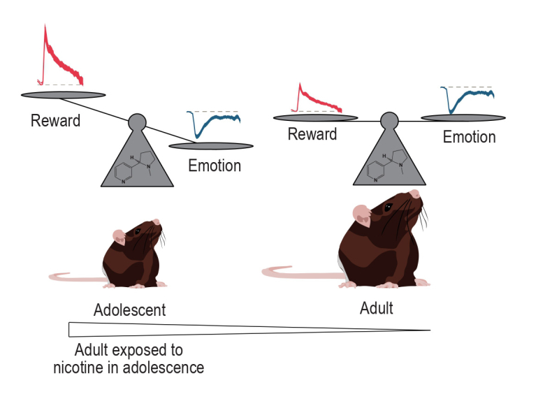 Nicotine et adolescence : un déséquilibre cérébral qui prédispose à la dépendance